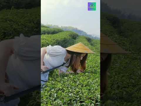 Exploring the Best tea garden in Darjeeling | Travel Vlog 2024 #TravelVlog, #TravelTips, #Wanderlust